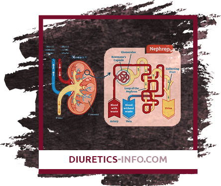 Diuretics mechanism of action